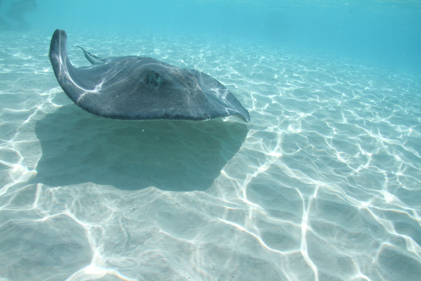 Stingray City in Grand Cayman, Cayman Islands