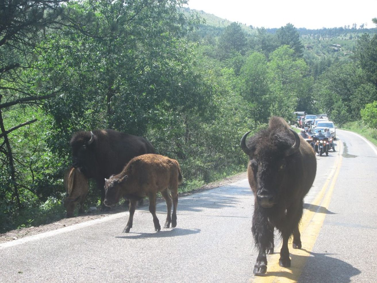 Custer State Park in South Dakota