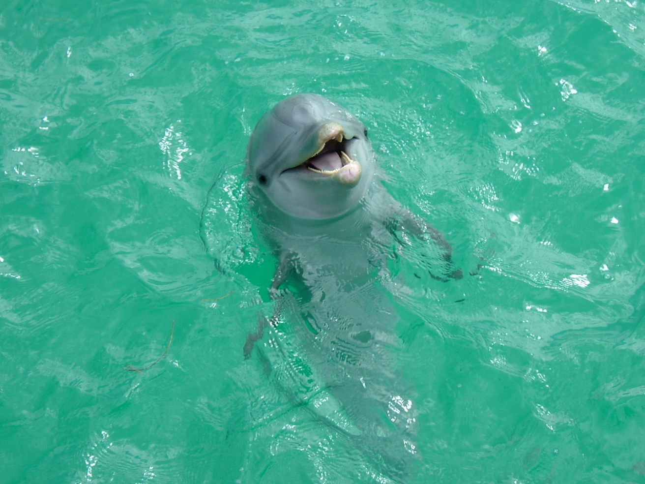 dolphin in Isla Mujeres, Mexico