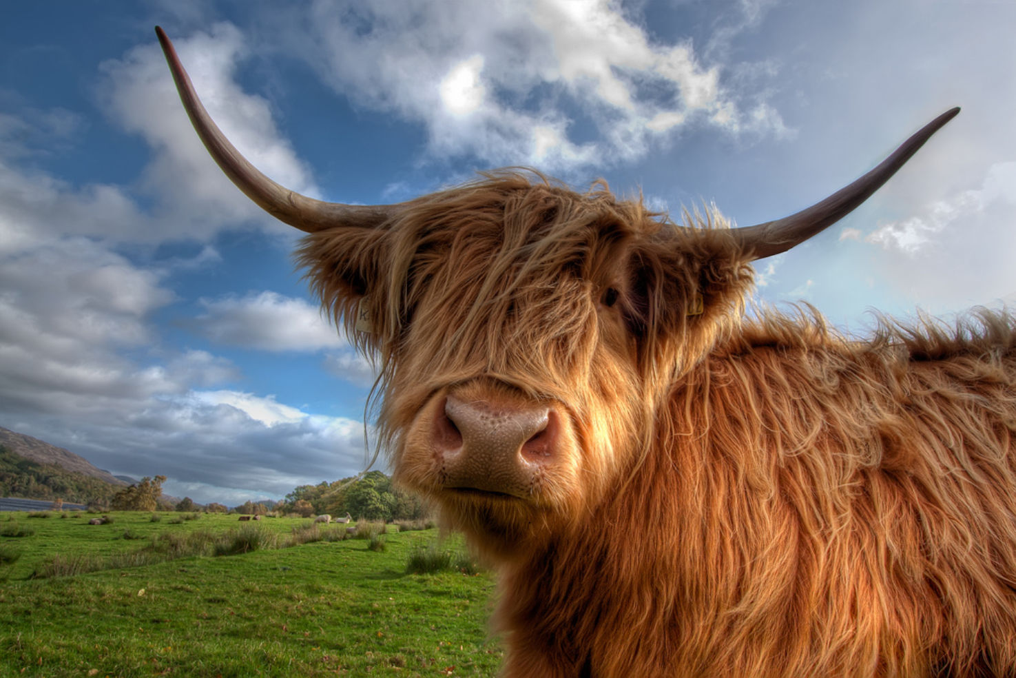 Hairy coo, Scotland