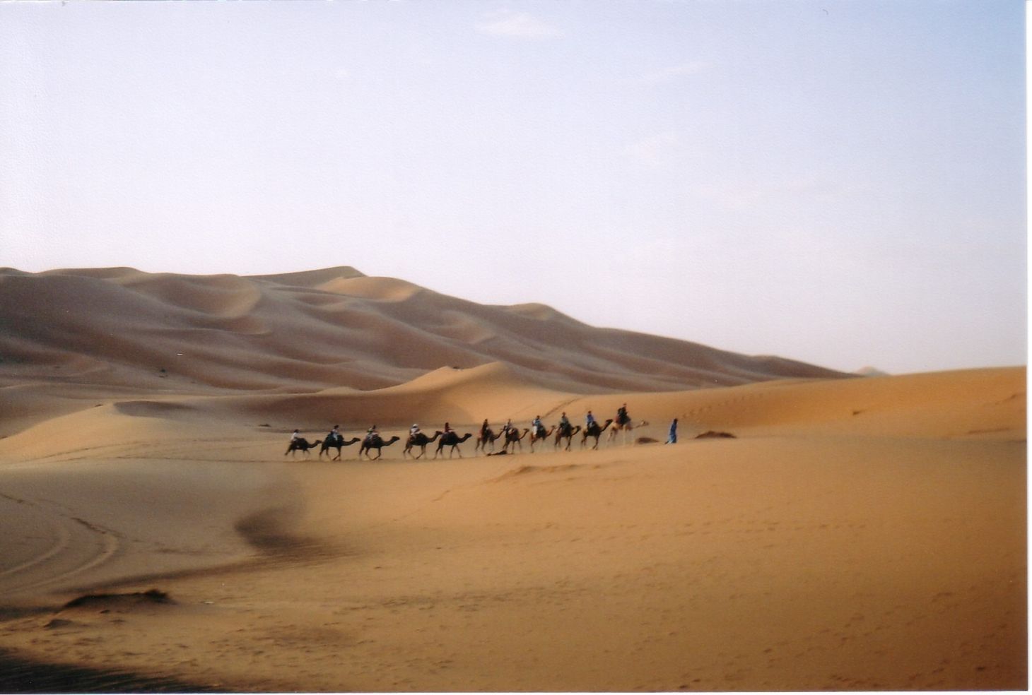 A train of camels on the Sahara desert