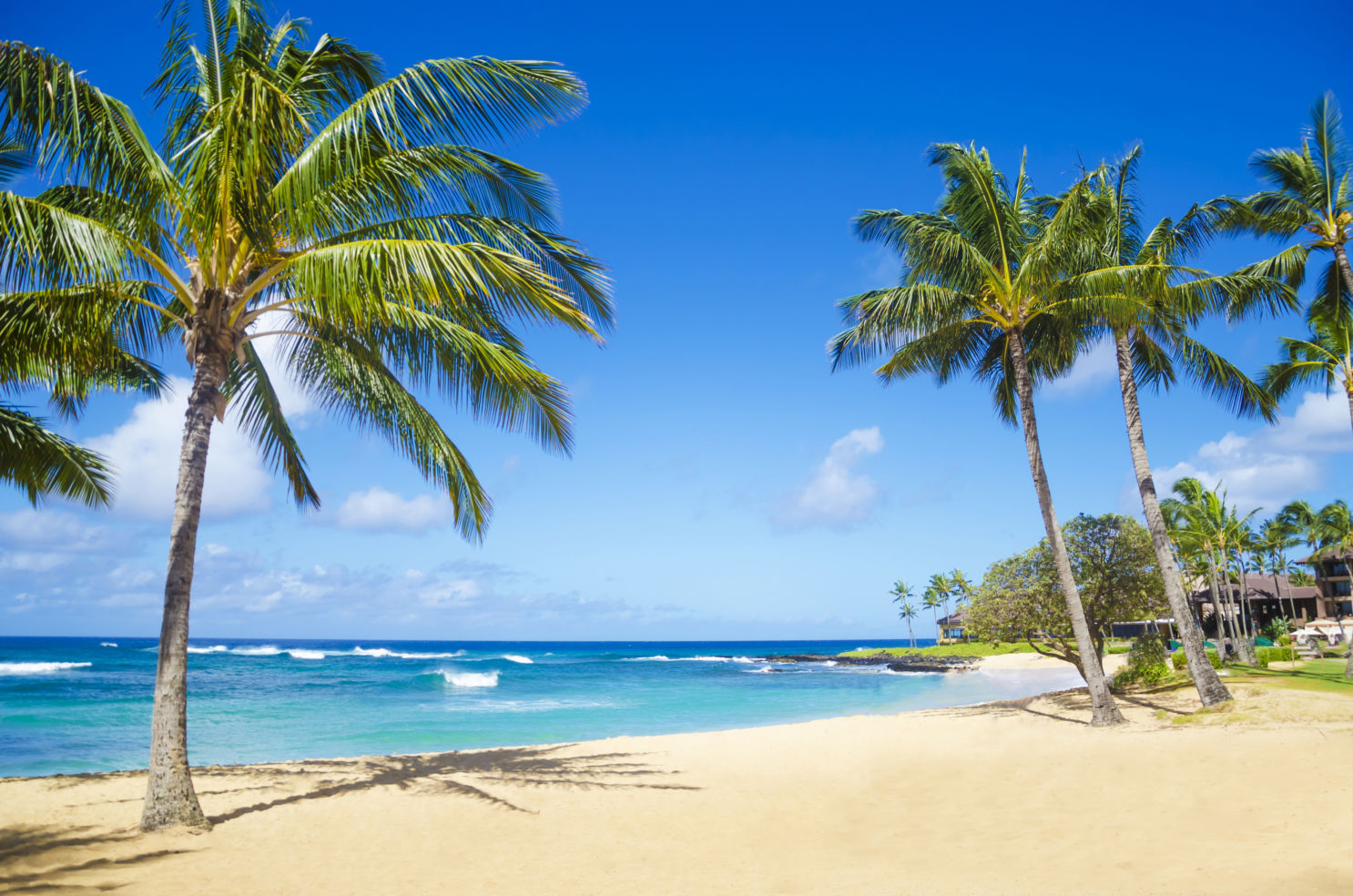 Coconut palm tree, Poipu beach, Kauai, Hawaii, Surf School