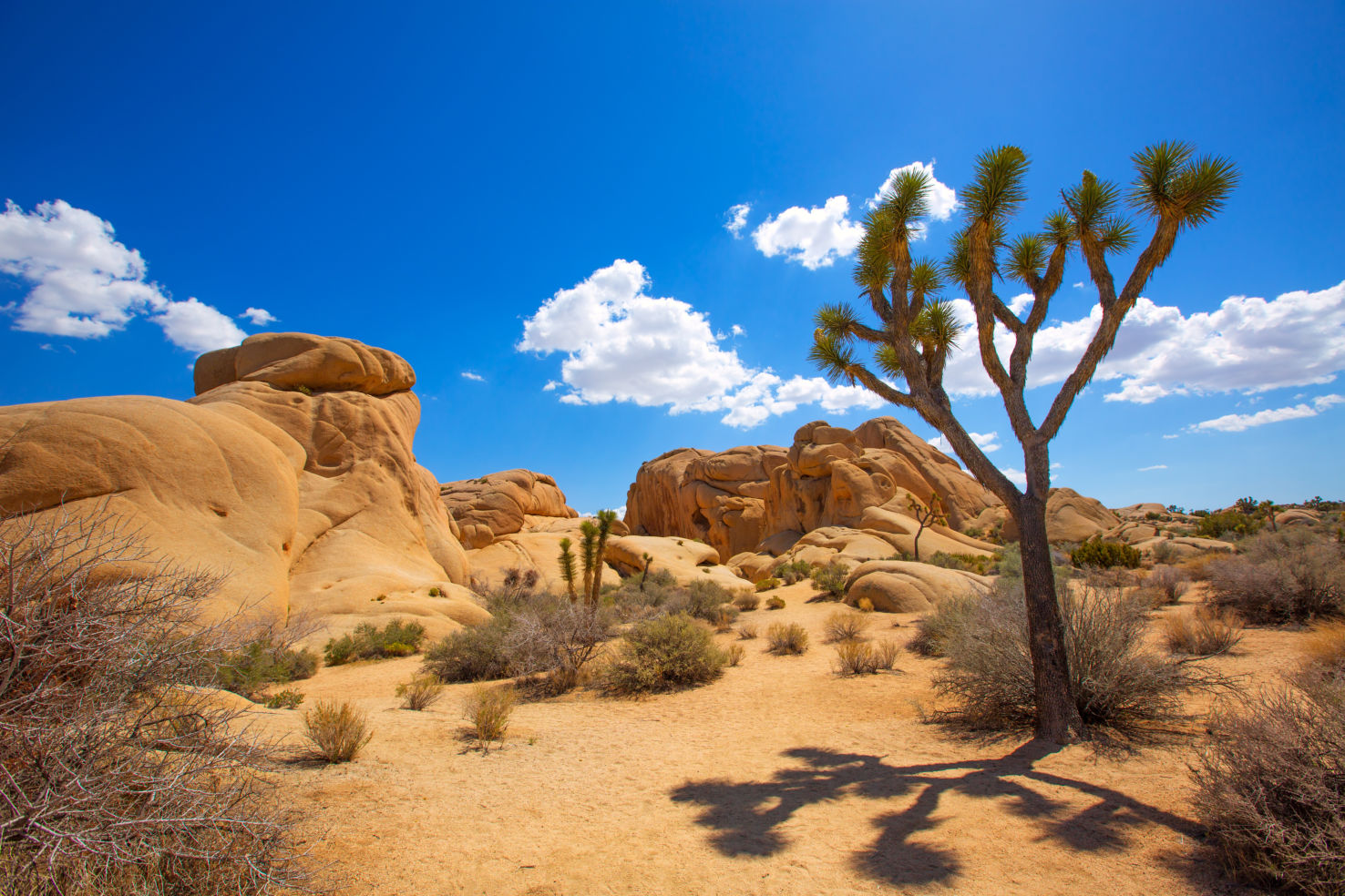 Joshua Tree National Park, Jumbo Rocks, Yucca valley, Mohave Desert, California
