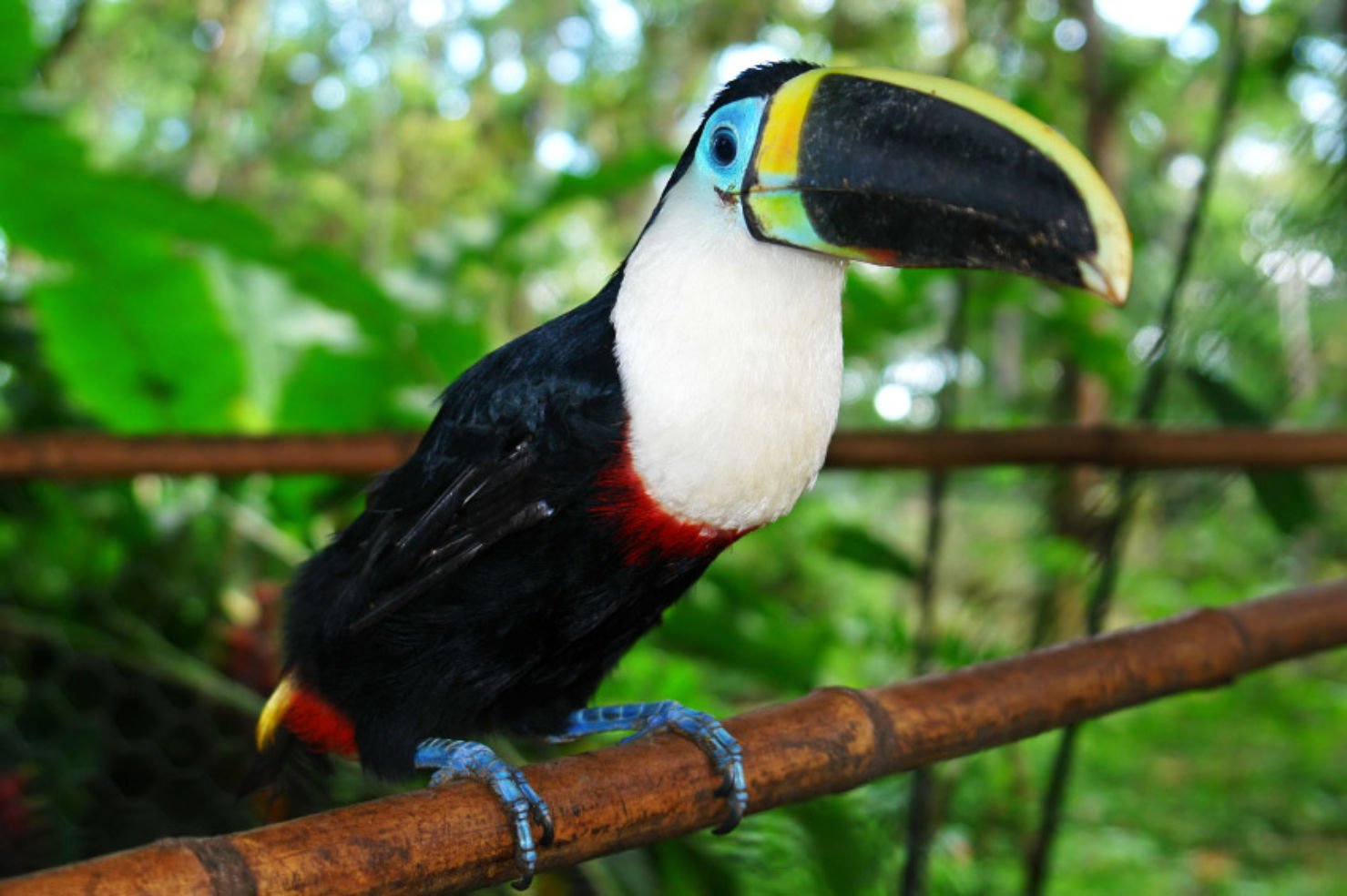 Ecuadorian Amazon Toucan