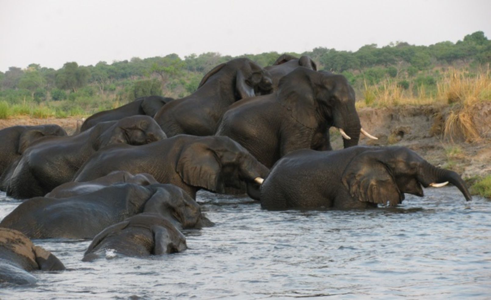 Elephants in Botswana