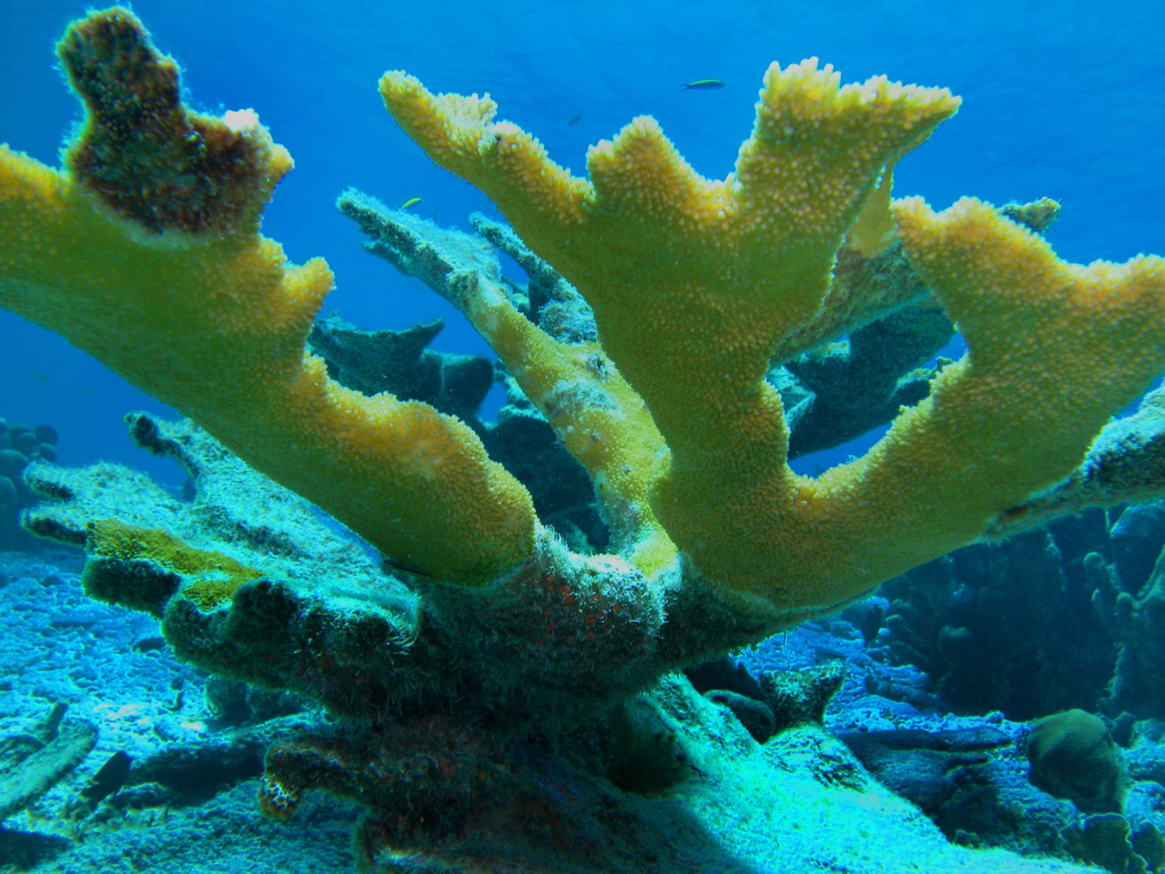Elkhorn Coral in Bonaire