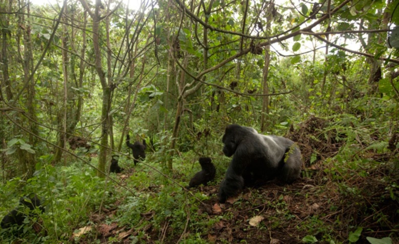 Gorillas