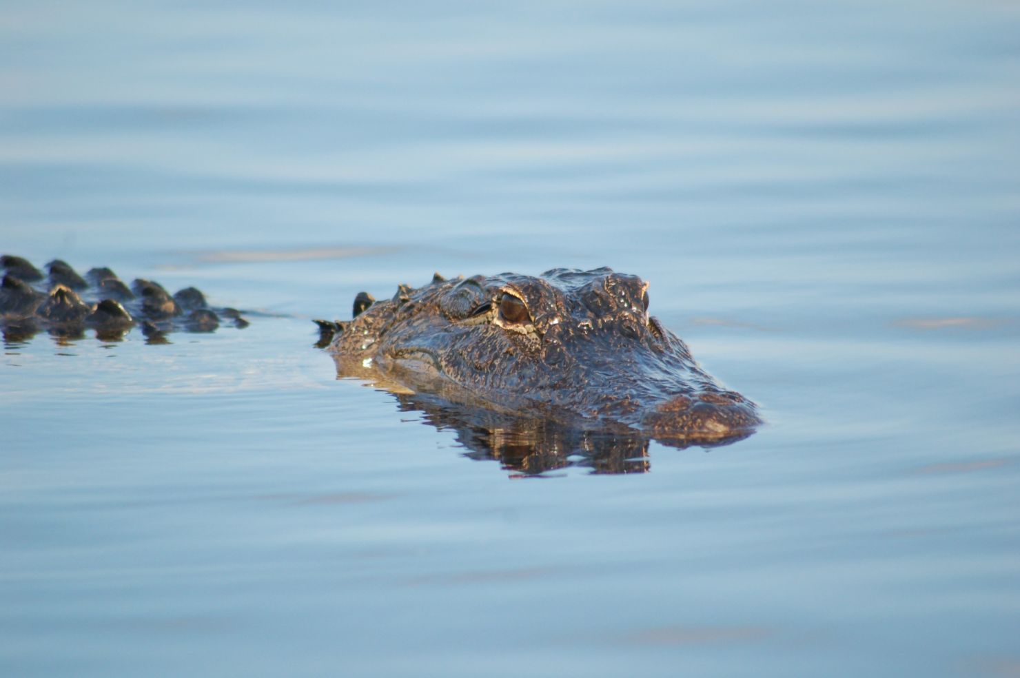 Everglades NP