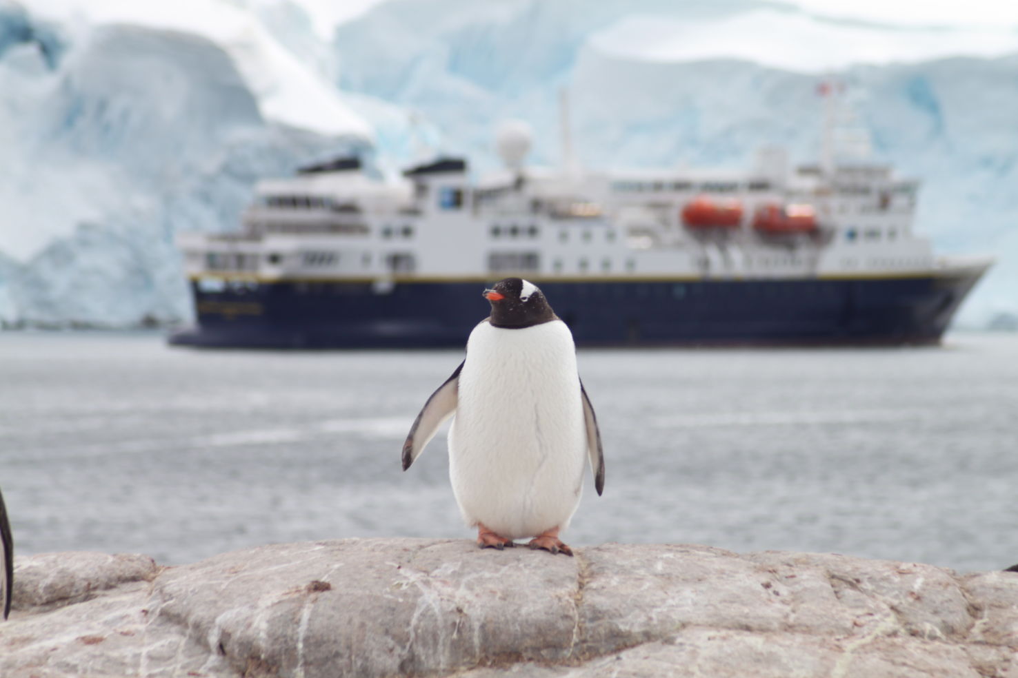 ExitInt_Antarctica_Penguin