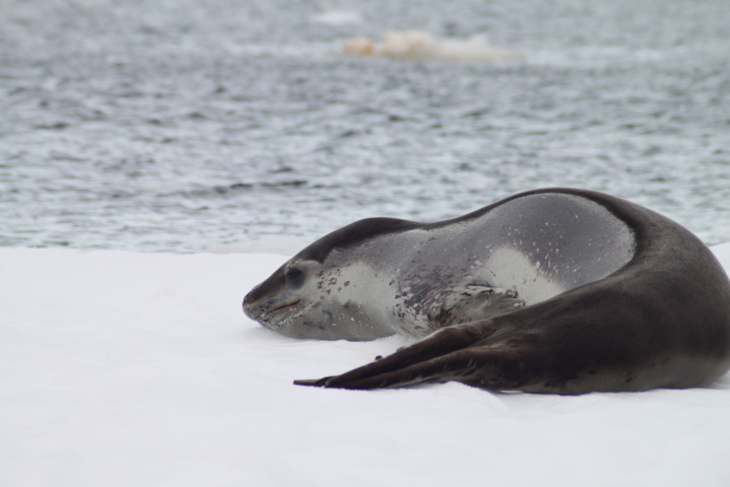 ExitInt_Antarctica_Seal