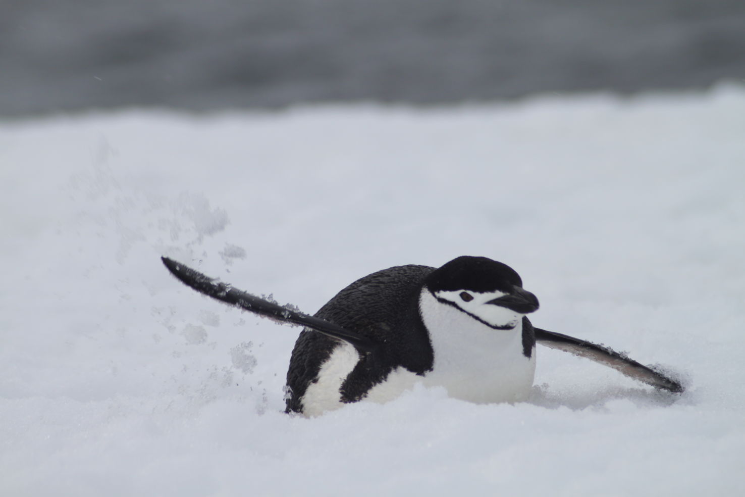 ExitInt_Antarctica_Penguin