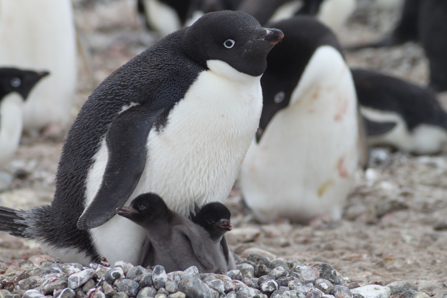 ExitInt_Antarctica_penguinchicks
