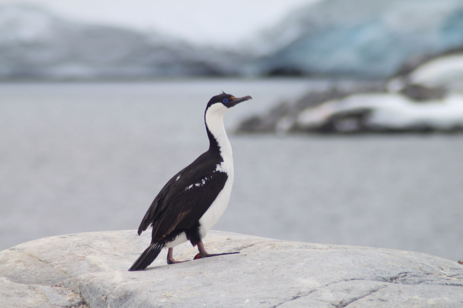 ExitInt_Antarctica_Cormorant