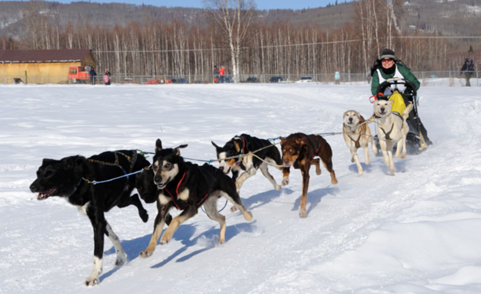 Sled Dogs