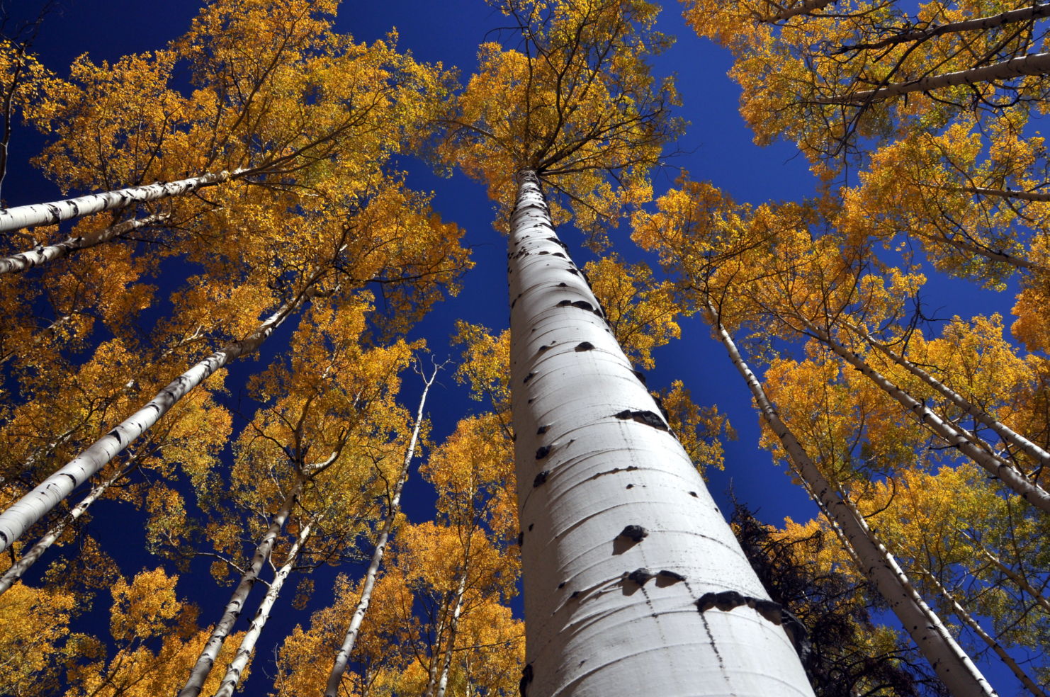 Aspens near Vail, Colorado.