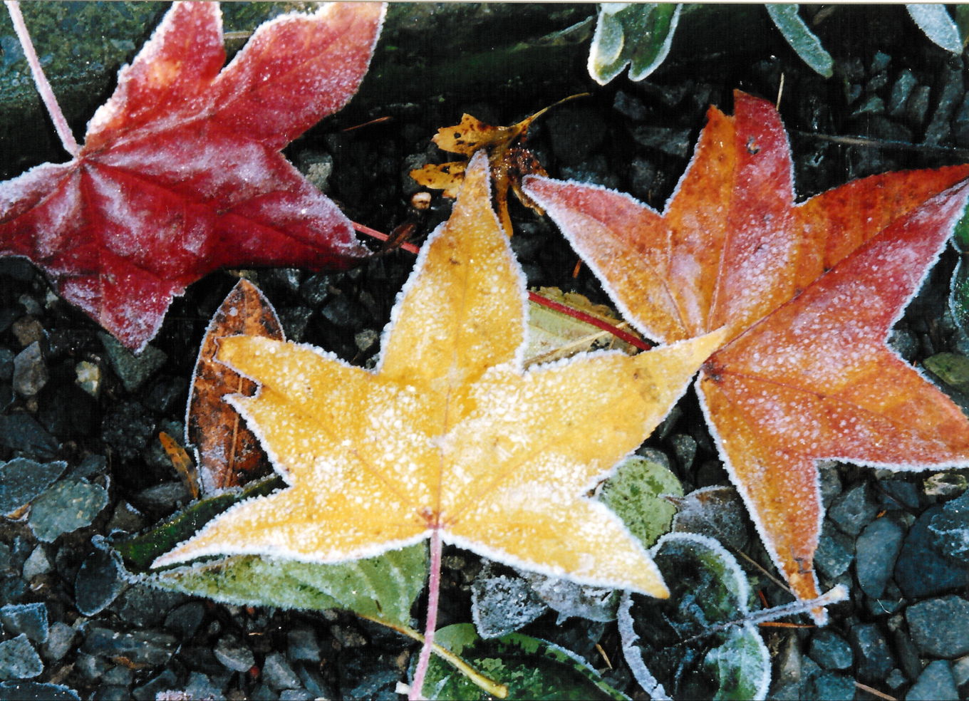 frost on the leaves