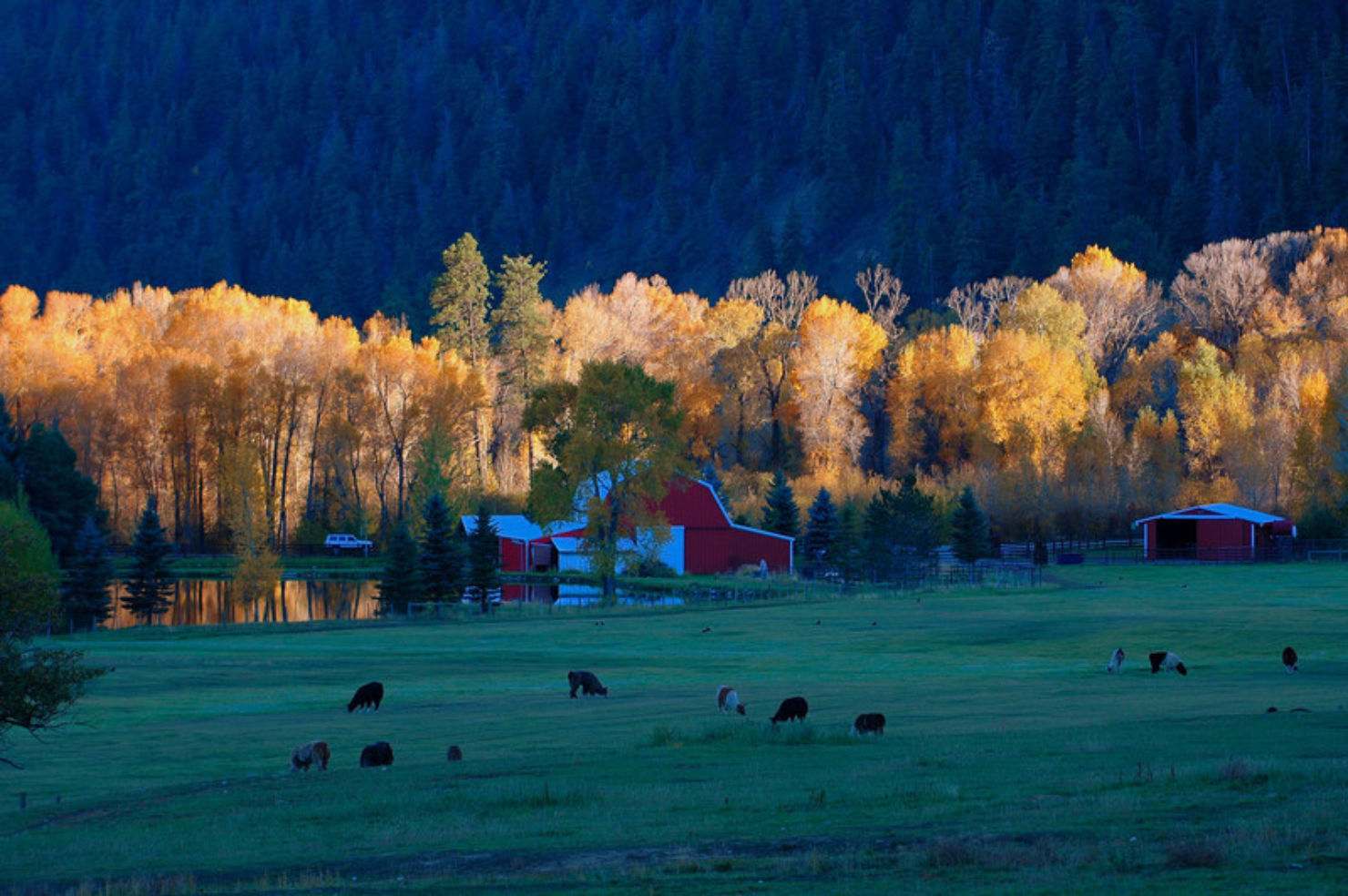 Llama ranch near Durango, Colorado.