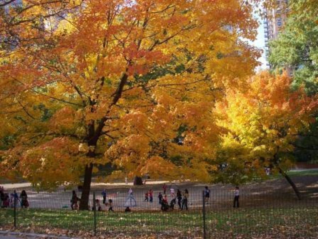Fall in New York City.