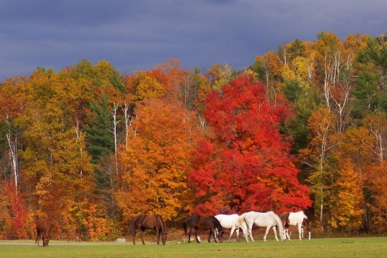 Polo ponies near Lake Placid, New York