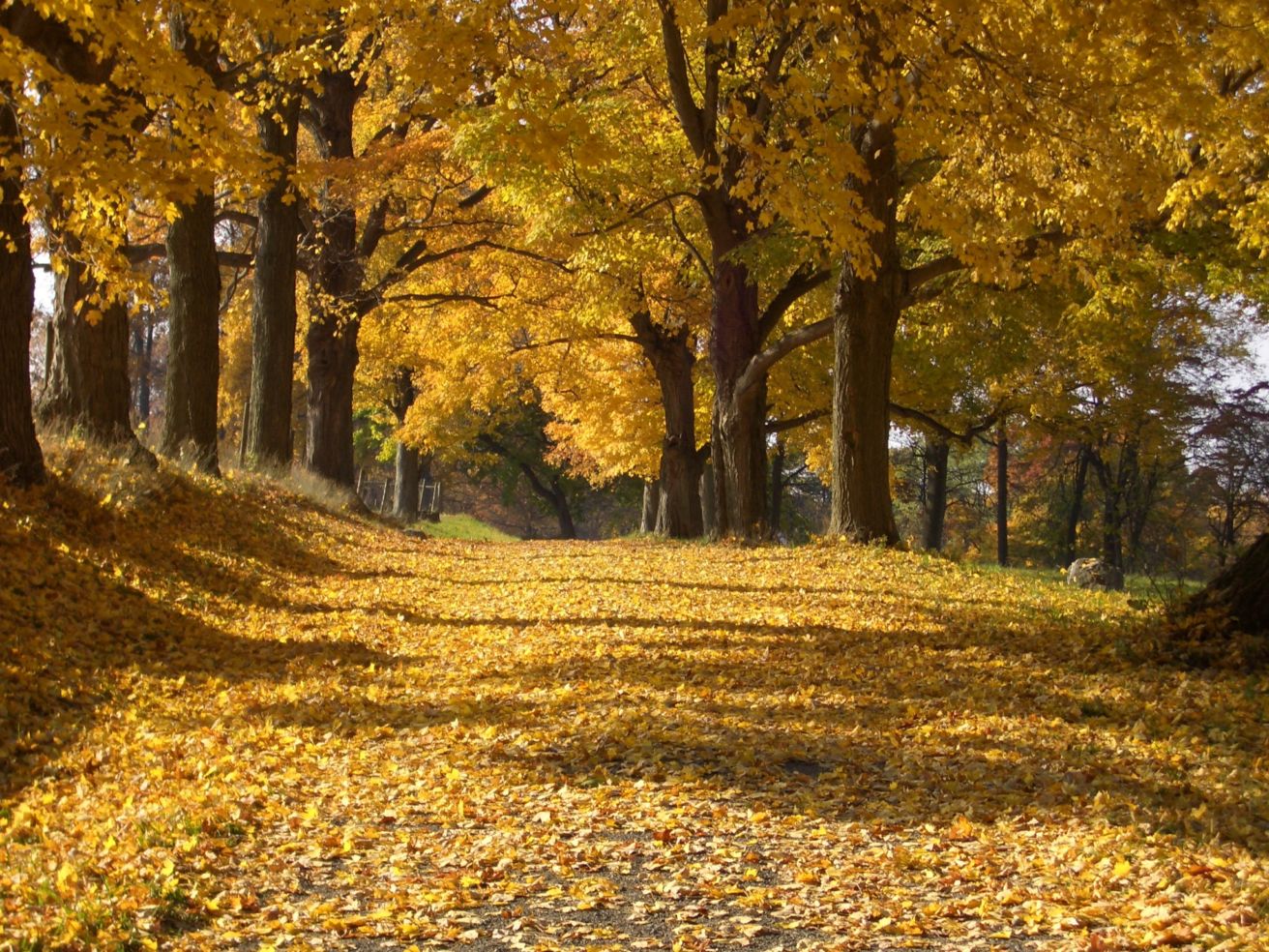 Foliage in Rockefeller State Park Preserve in Westchester County, New York