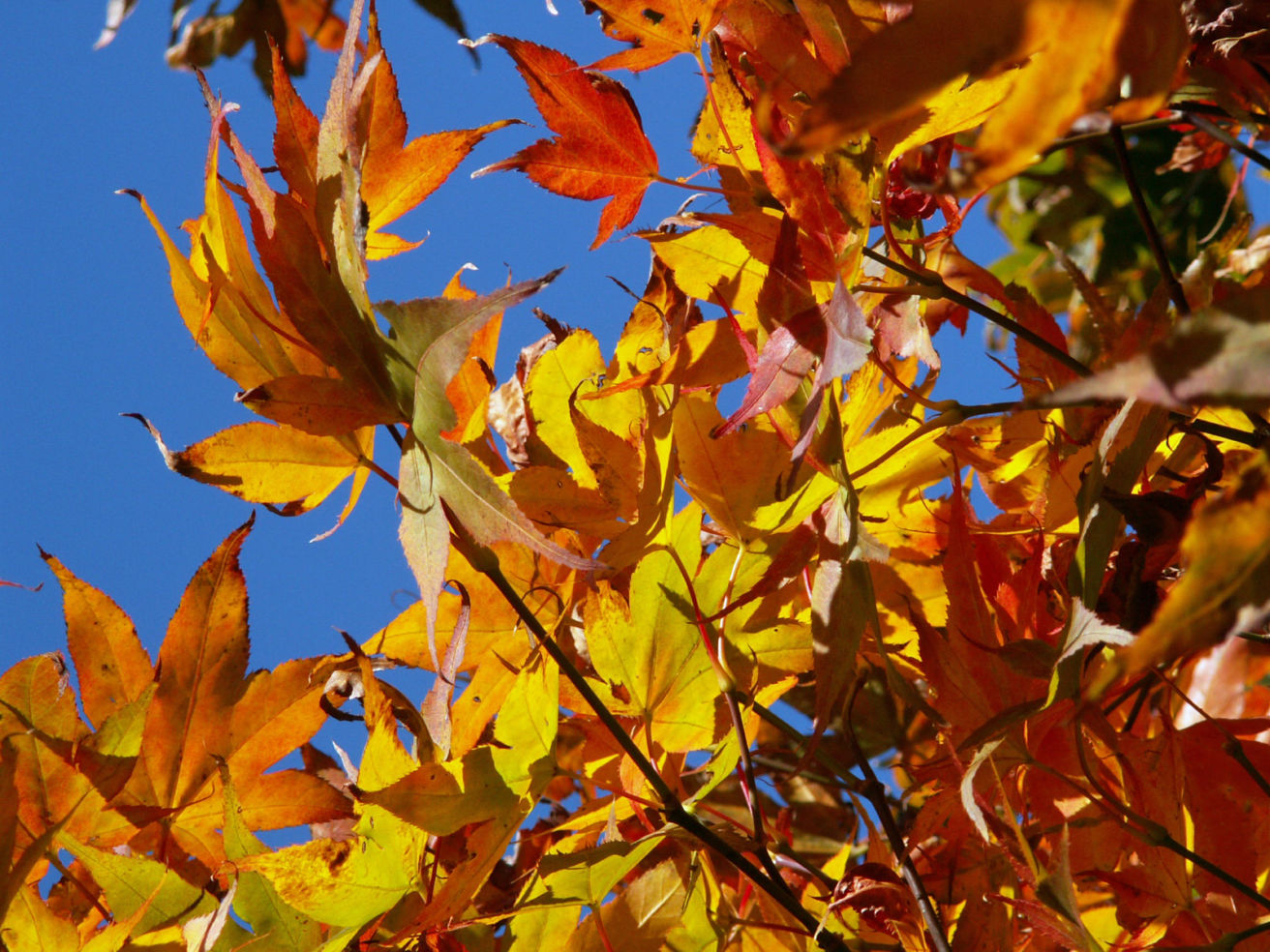 Vivid fall colors
