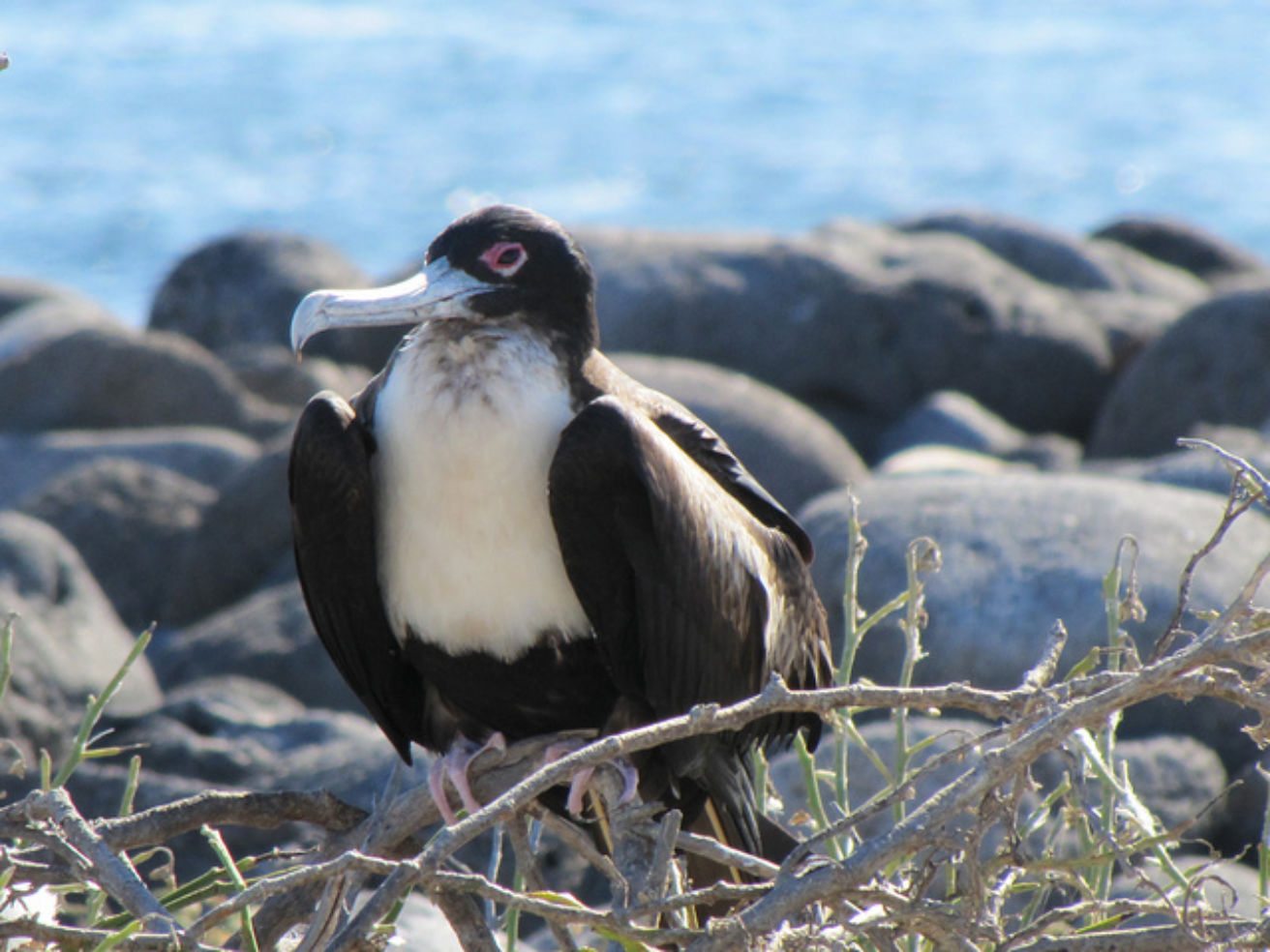 Frigate birds on the Galapagos Islands