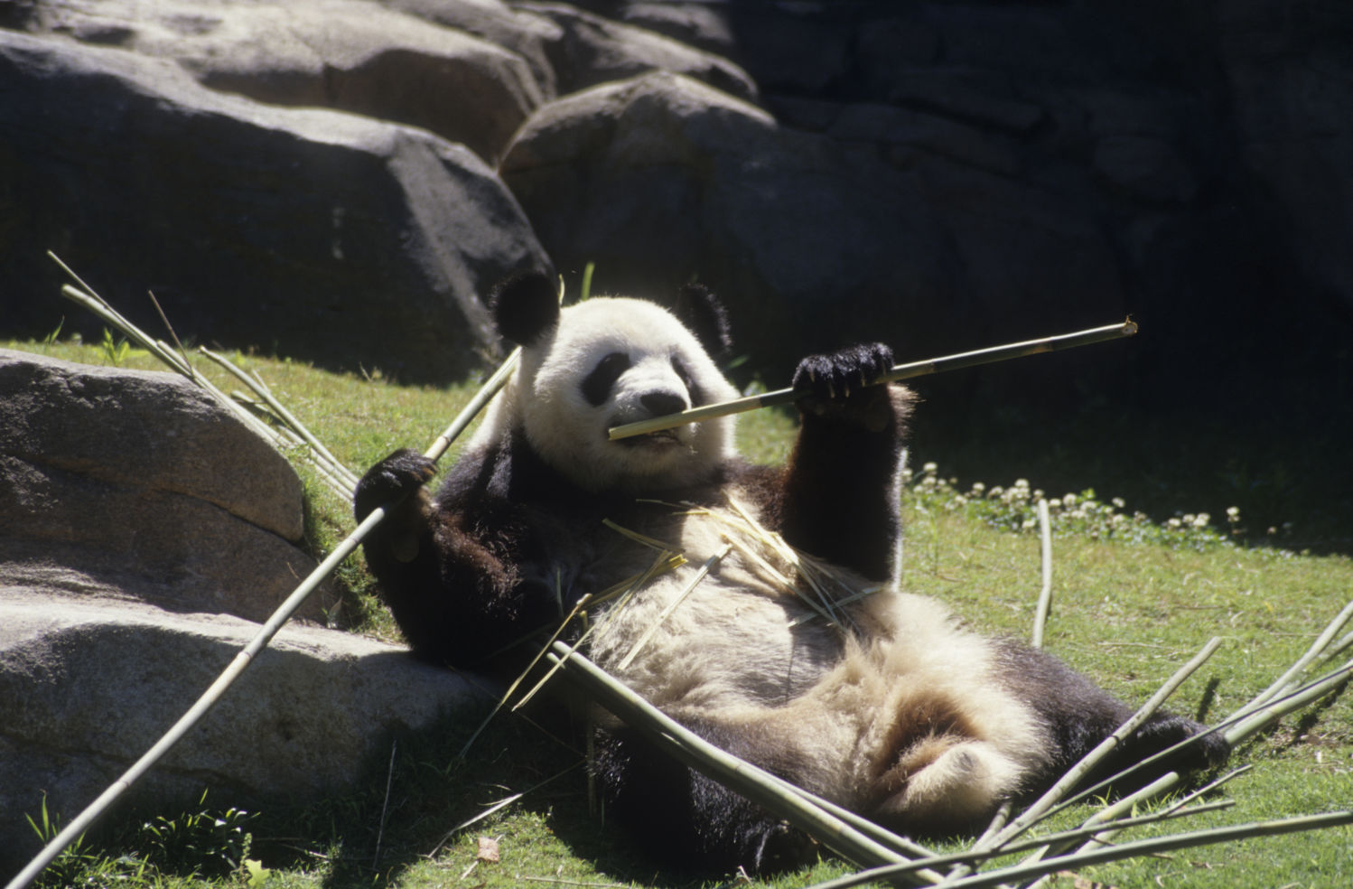Atlanta Zoo Giant panda bear