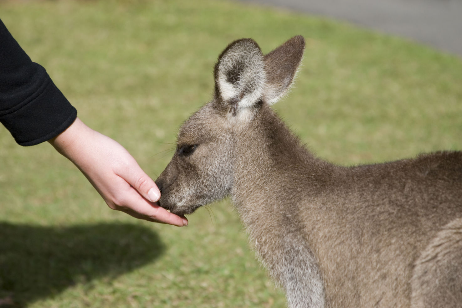 Feeding the kangaroos at Australia Zoo