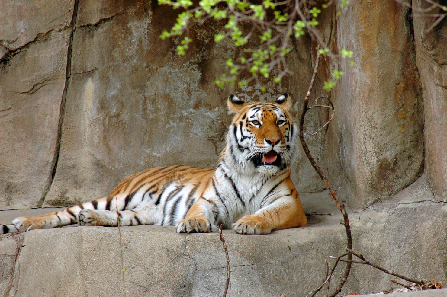 Siberian Tiger reclining on rock ledge at Brookfield Zoo