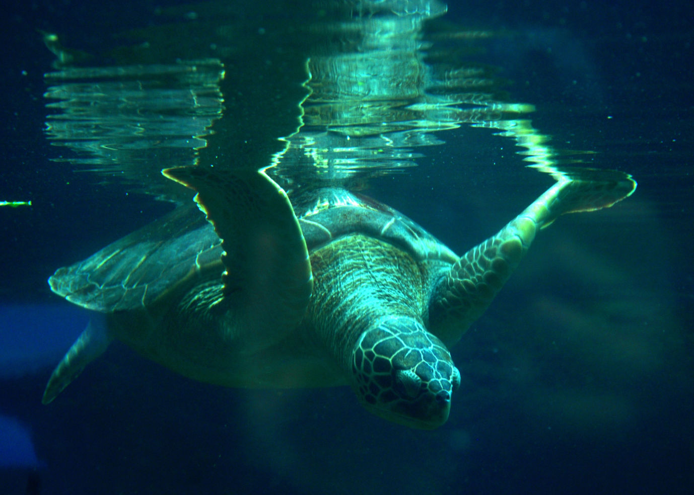 A sea turtle at the Columbus Zoo ascends for air and dives back in