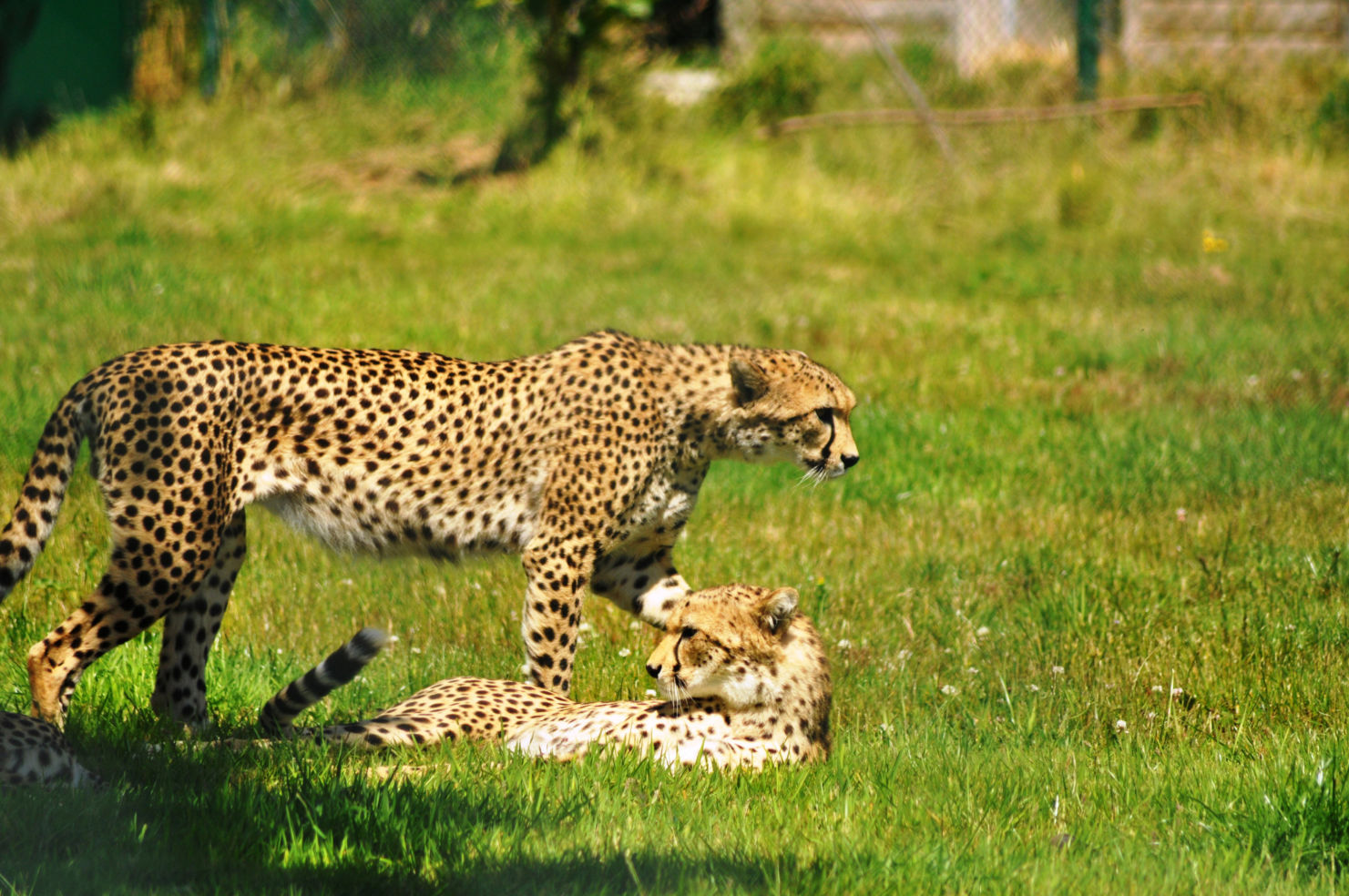 Afternoon rest of cheetahs at Fota Wildlife Park (Fota, Ireland)