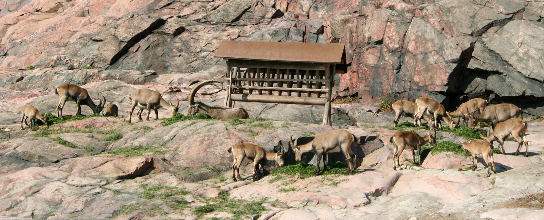 Deer in Helsinki zoo