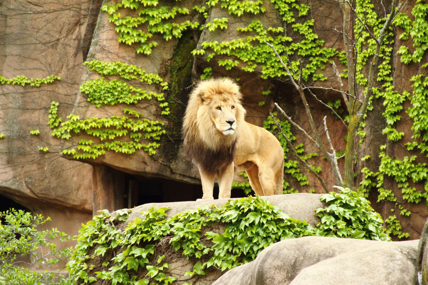 Lion in Lincoln Park Zoo, in Chicago.