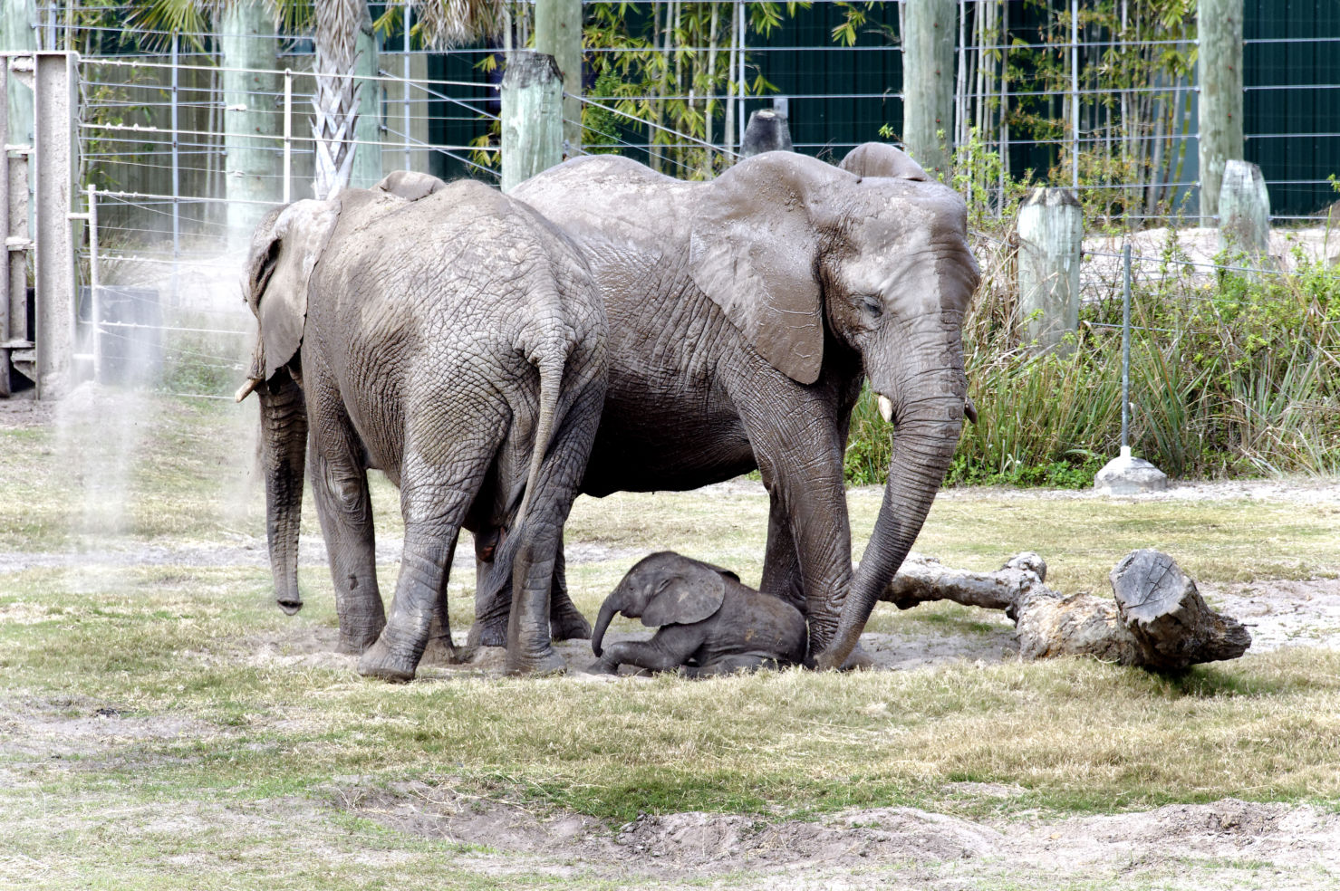 Baby Elephant Mpumi, Lowry Park Zoo