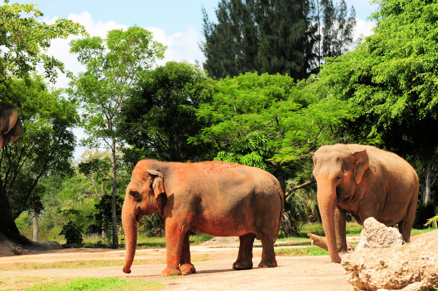 Female Asian elephants walking in Zoo Miami, South Florida