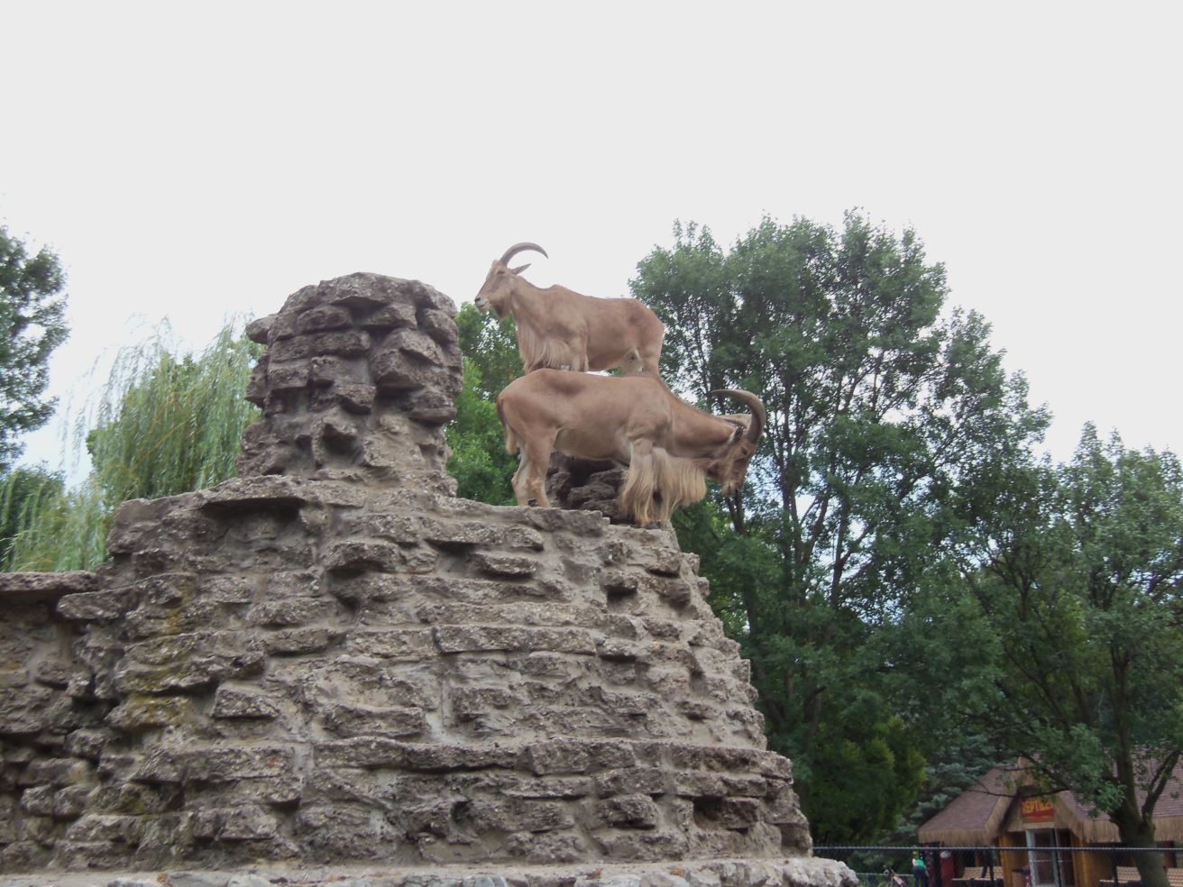 Niabi Zoo