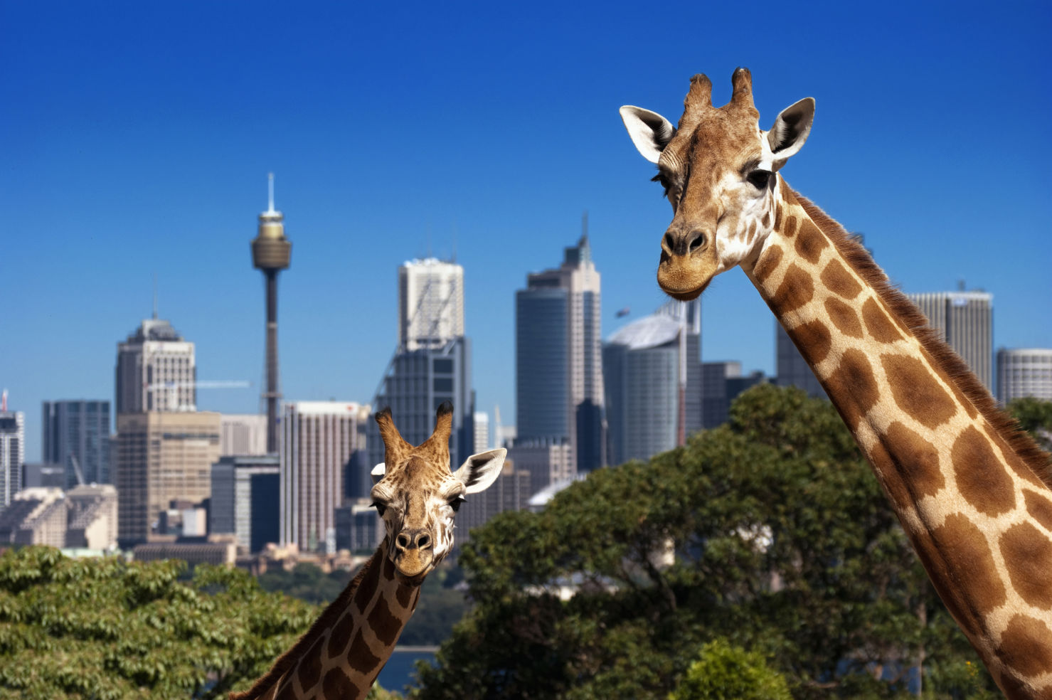 Two giraffes in Taronga Zoo Sydney in front of skyline
