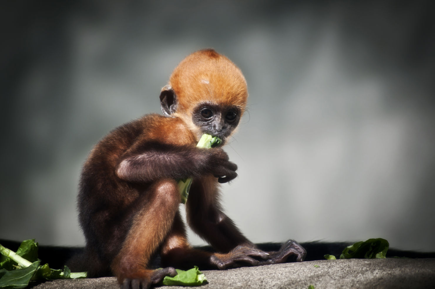 Baby francois' langur at the memphis zoo