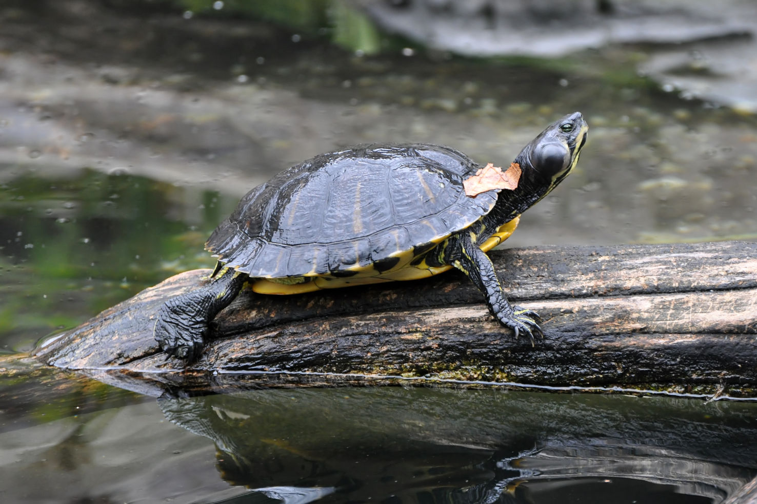 Yellow Bellied Slider Basking in Smithsonian National Geological Park in Washington D.C.