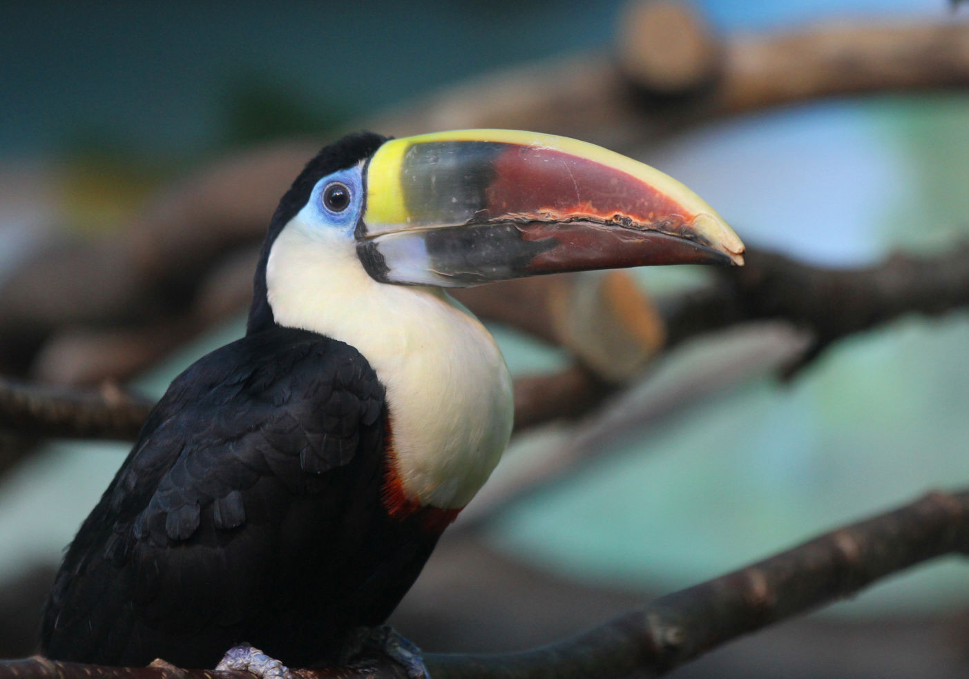 White-throated Toucan at the Zoo de Granby