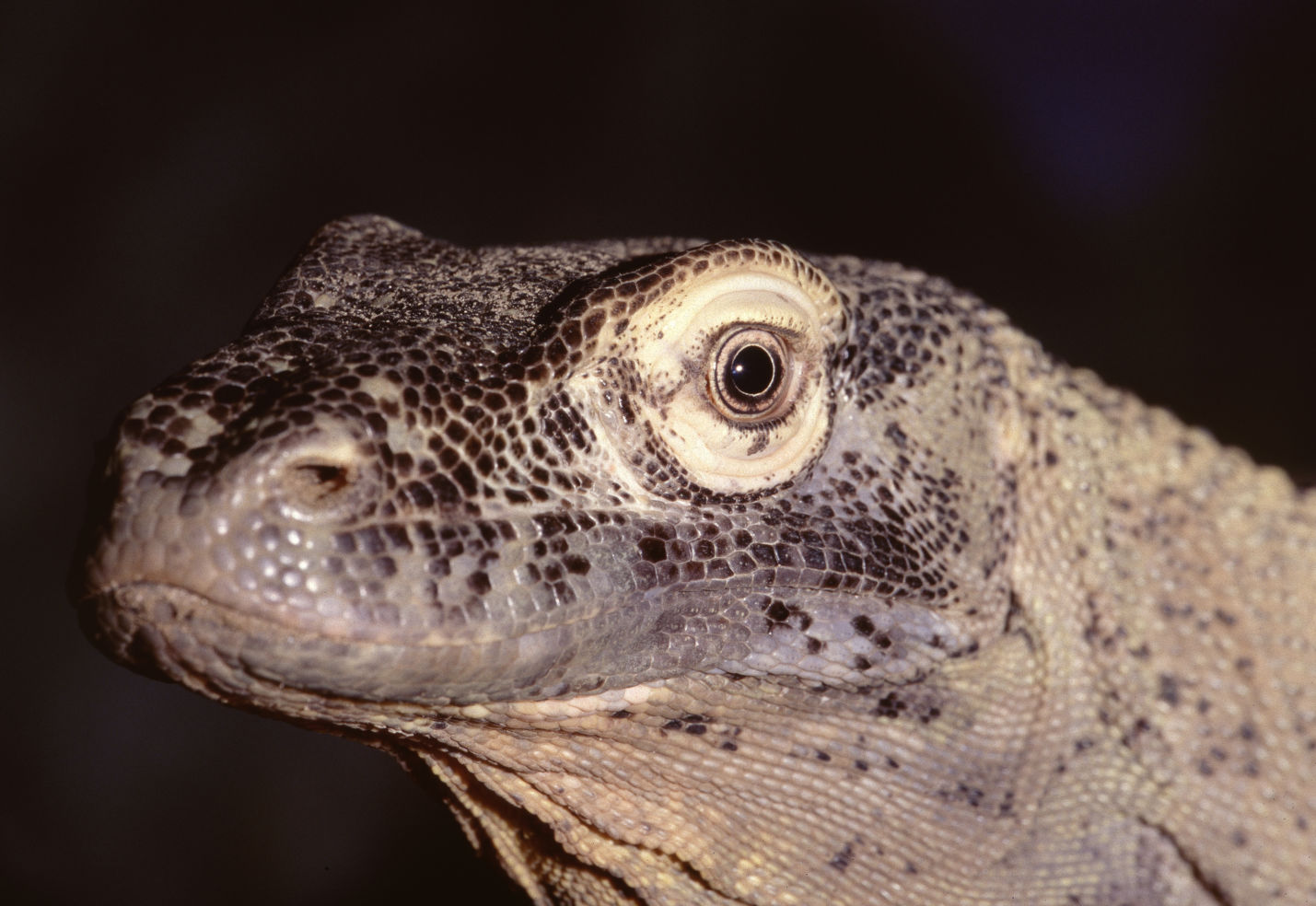 A komodo dragon in Toledo Zoo