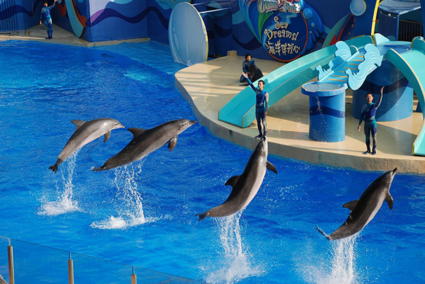 Dolphin show at the Hong Kong Ocean Park