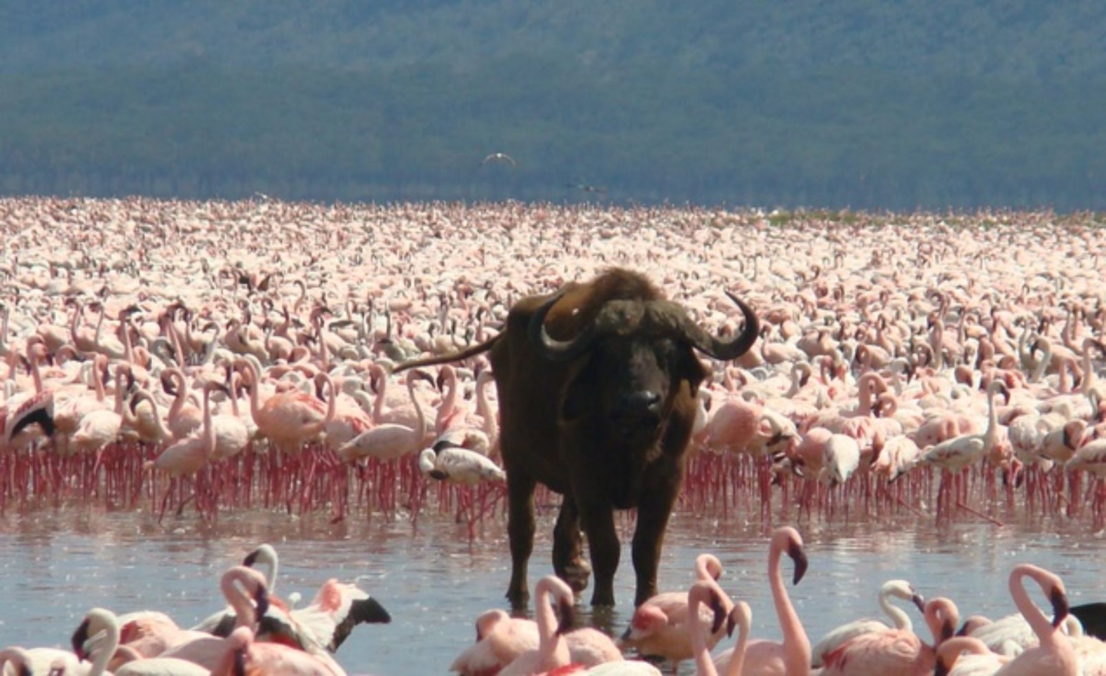Flamingos and water buffalo in Kenya