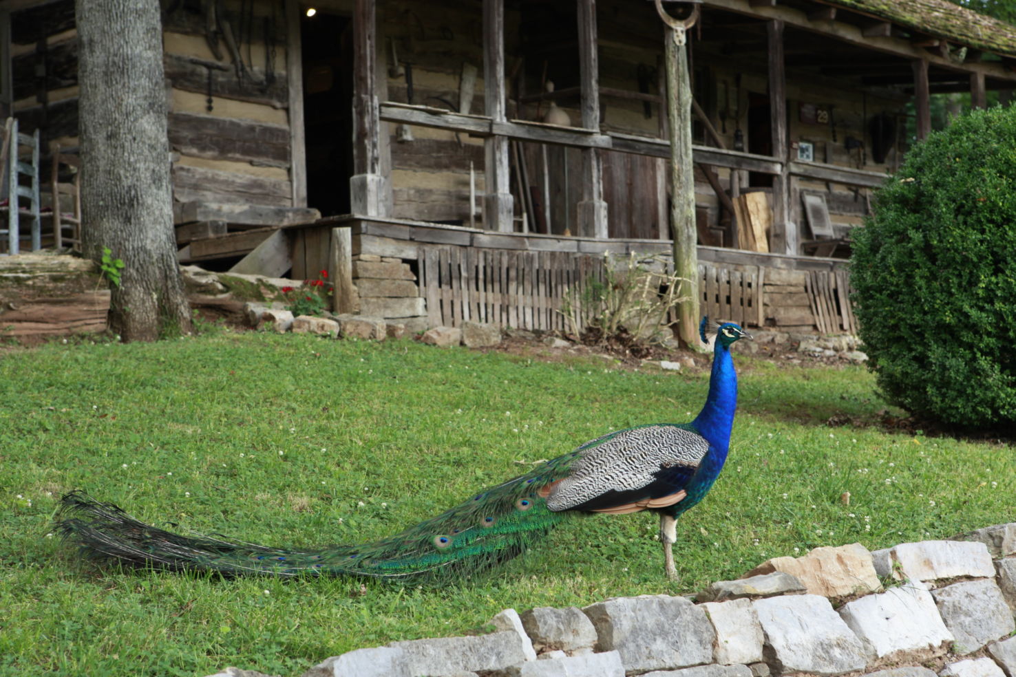 Folk-Art_Museum-Appalachia_peacock
