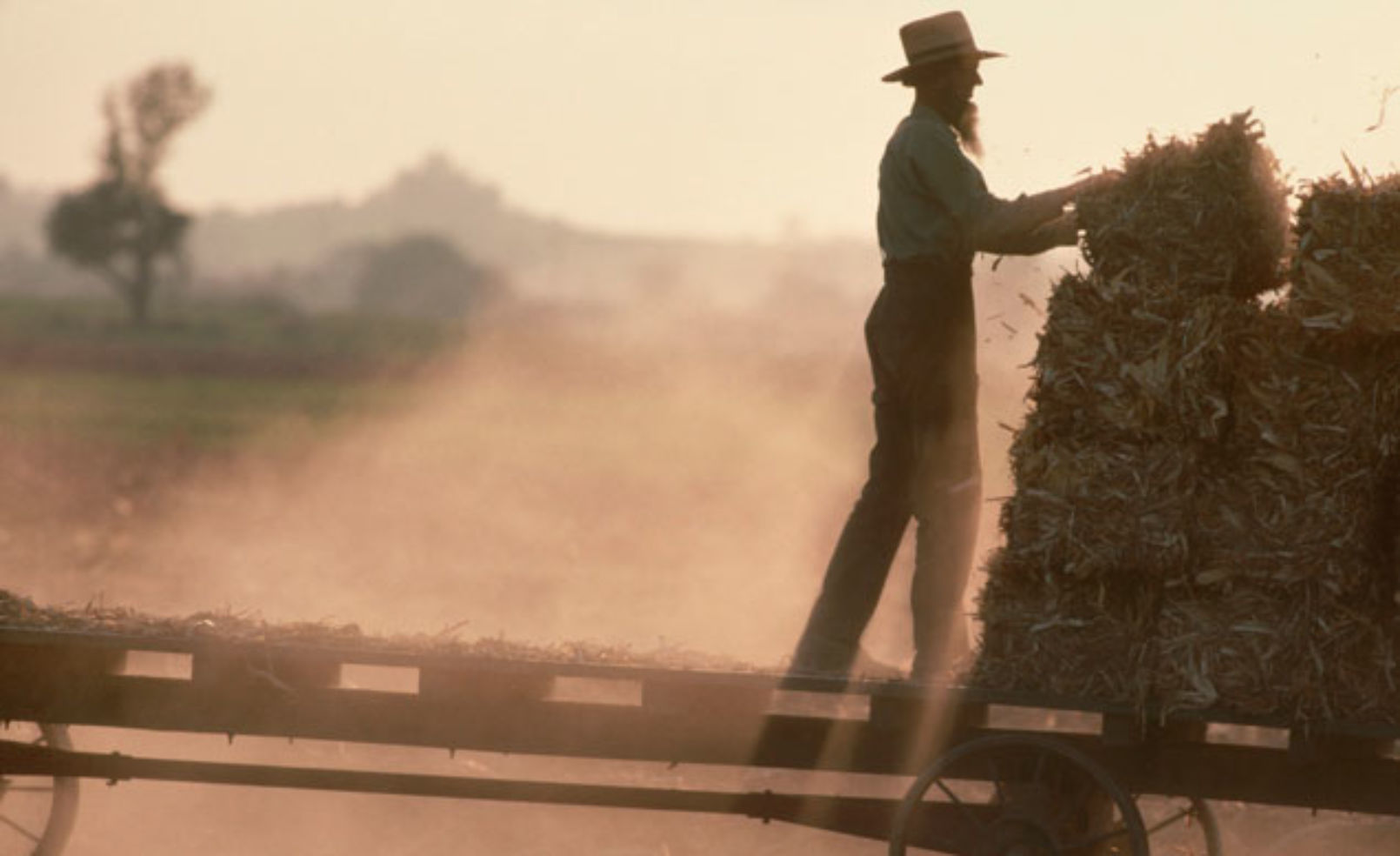 Amish Farmer