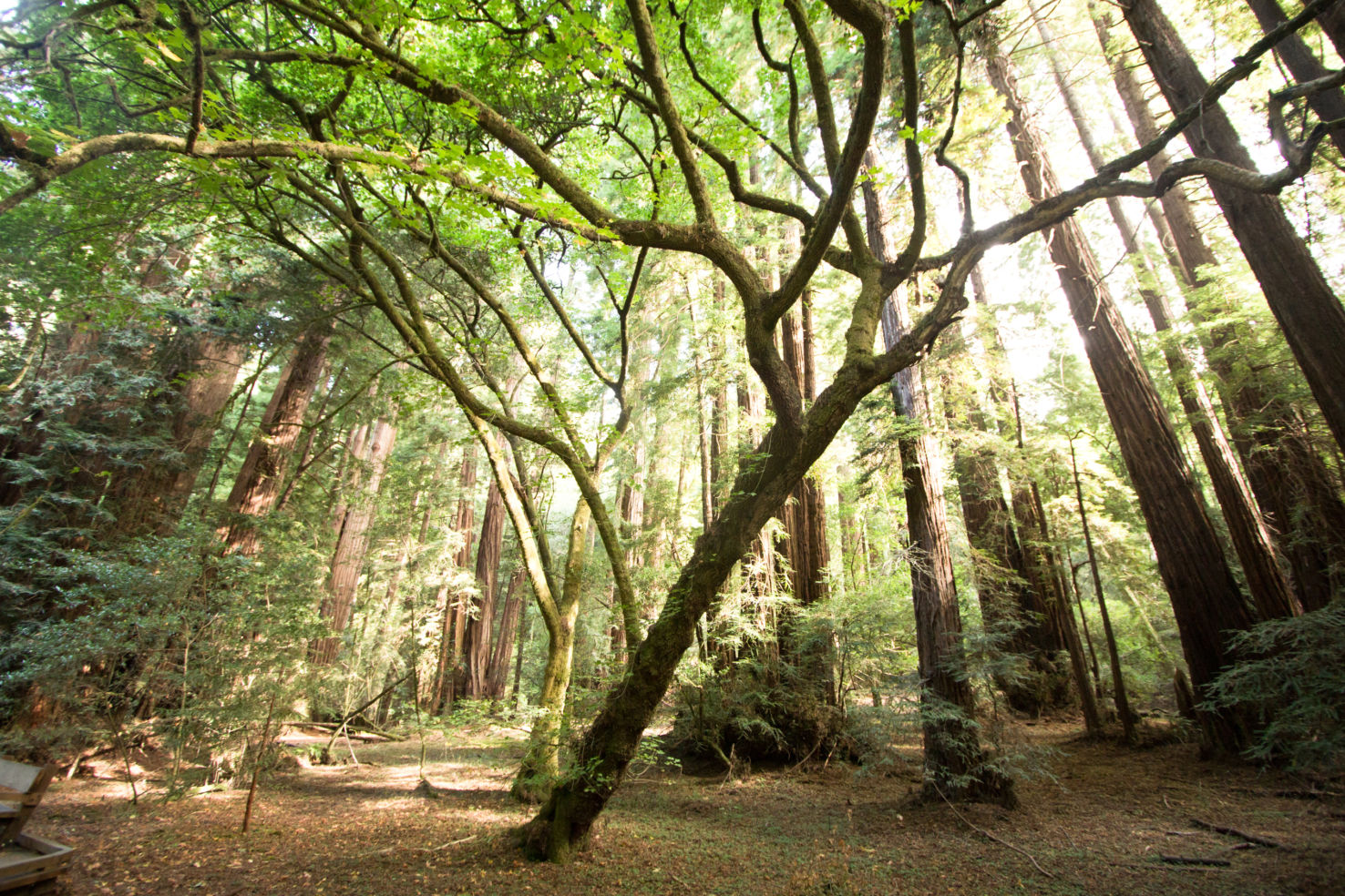 Redwood National Forest in Northern California
