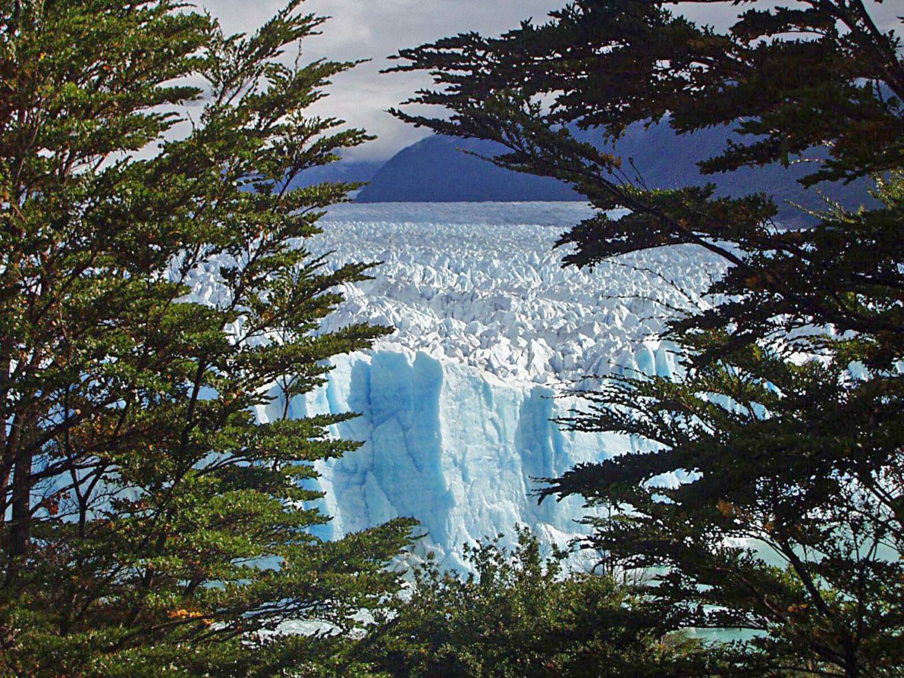 Forest near a glacier