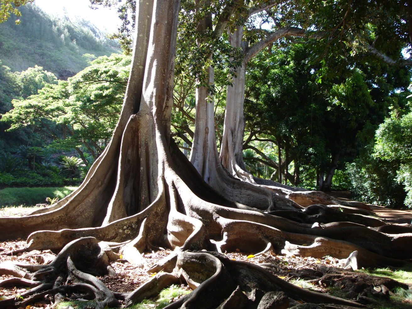 Forest in Kauai