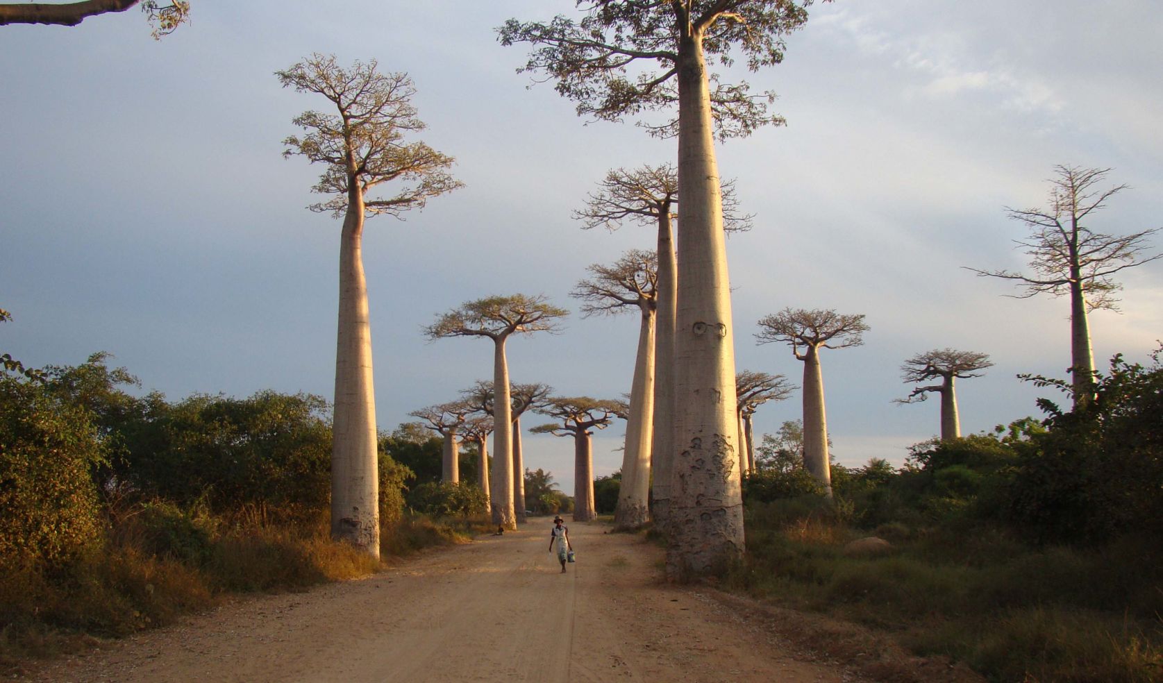Forests of Madagascar, Africa