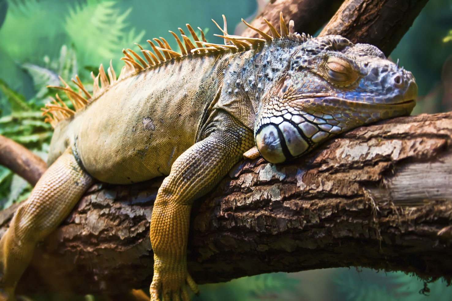 Galapagos Iguana 1